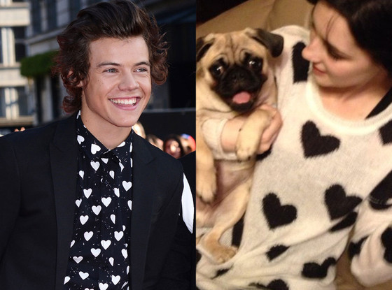 Harry Styles, Kelcey Hallinan, Twitter, Make A Wish Harry Styles, Kelcey Hallinan, Twitter, Make A Wish